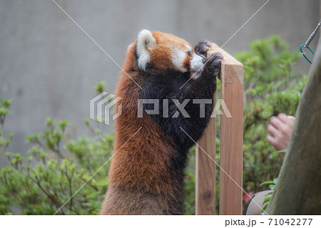 天真爛漫 レッサーパンダ 天真爛漫 レッサーパンダ 71042277