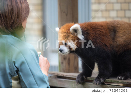 天真爛漫　レッサーパンダ 71042291