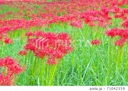 【入田ヤナギ林の彼岸花】 高知県四万十市入田 71042359