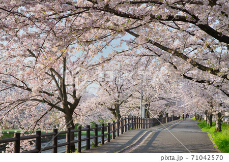 奈良県・満開の高田川畔の千本桜 71042570