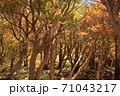 竜ヶ岳　紅葉 71043217