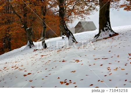 The first snow in mountains The first snow in mountains 71043258