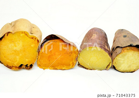 焼き芋の食べ比べ 焼き芋の食べ比べ 71043375