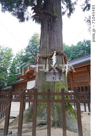凛とした静寂の信州あずみ野穂高神社（孝養杉） 71043485