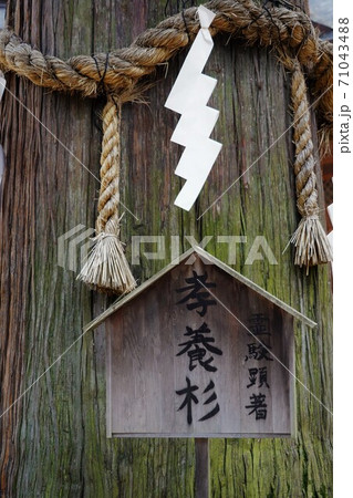 凛とした静寂の信州あずみ野穂高神社（孝養杉） 71043488