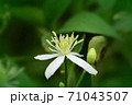 秋の野草花 71043507