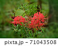 彼岸花 71043508
