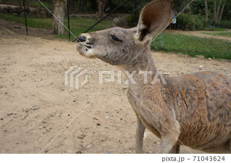 可愛いカンガルーの写真素材