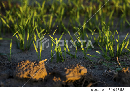 Close up young green wheat seedlings growing in a soil on a field in a sunset. Close up on sprouting rye agriculture on a field in sunset. Sprouts of rye. Wheat grows in chernozem planted in autumn. Close up young green wheat seedlings growing in a soil on a field in a sunset. Close up on sprouting rye agriculture on a field in sunset. Sprouts of rye. Wheat grows in chernozem planted in autumn. 71043684