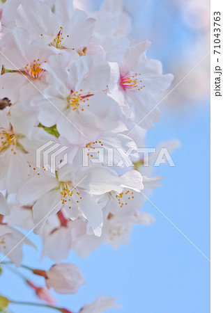 奈良県 満開の高田川畔の千本桜の写真素材