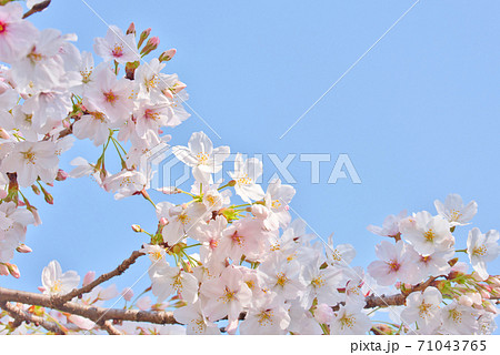 奈良県 満開の高田川畔の千本桜の写真素材