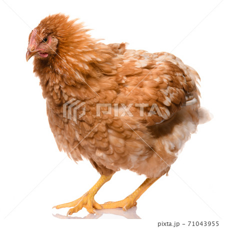 one tousled brown chicken shake her feathers, isolated on white background, studio shoot one tousled brown chicken shake her feathers, isolated on white background, studio shoot 71043955