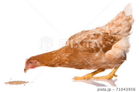 one brown chicken pecking grains, isolated on white background, studio shoot one brown chicken pecking grains, isolated on white background, studio shoot 71043956