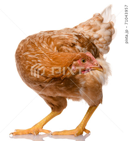 one brown chicken isolated on white background, studio shoot one brown chicken isolated on white background, studio shoot 71043957
