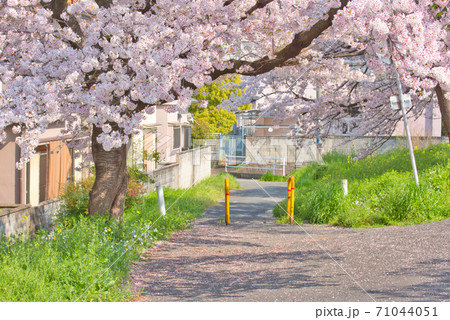 奈良県 満開の高田川畔の千本桜の写真素材