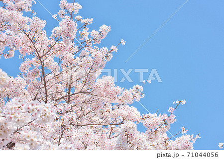 奈良県・満開の高田川畔の千本桜 奈良県・満開の高田川畔の千本桜 71044056