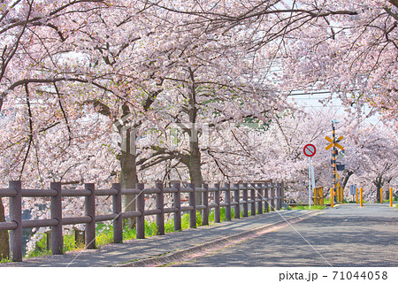 奈良県 満開の高田川畔の千本桜の写真素材