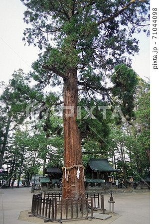 凛とした静寂の信州あずみ野穂高神社（孝養杉） 71044098