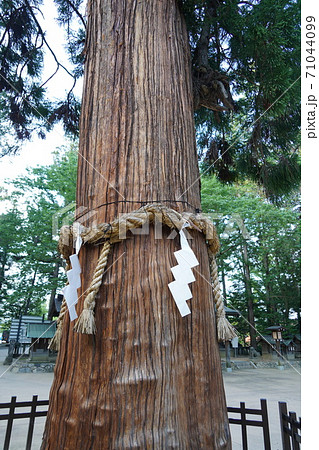 凛とした静寂の信州あずみ野穂高神社（孝養杉） 71044099