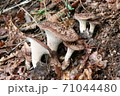 秋の山のキノコがたくさん 71044480
