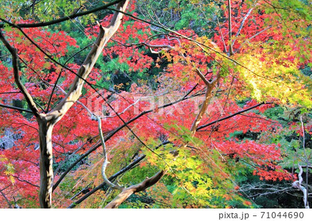 紅葉狩り　　★-★-★三色紅葉★-★-★ 71044690