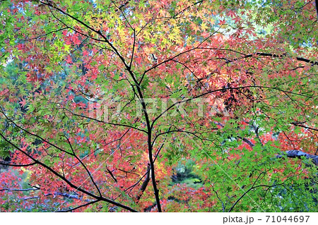 紅葉狩り　　★-★-★三色紅葉★-★-★ 71044697