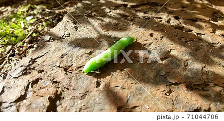 緑色のイモ虫が地面を這う姿の写真素材