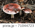 秋の里山のきのこ 71044723