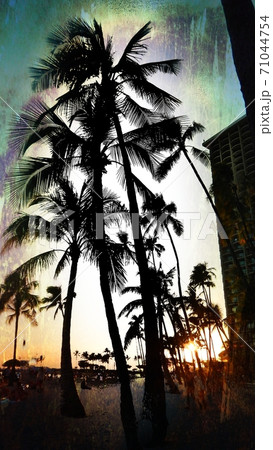 ワイキキビーチ　夕暮れヤシの木 71044754