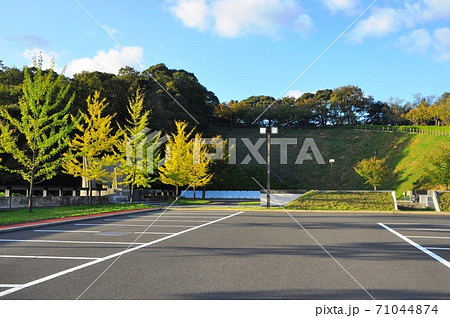 舞鶴引揚記念公園　引揚記念館駐車場と黄葉イチョウ並木 71044874