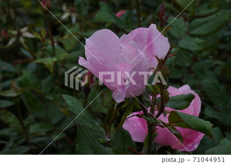 雨に濡れたバラ 71044951