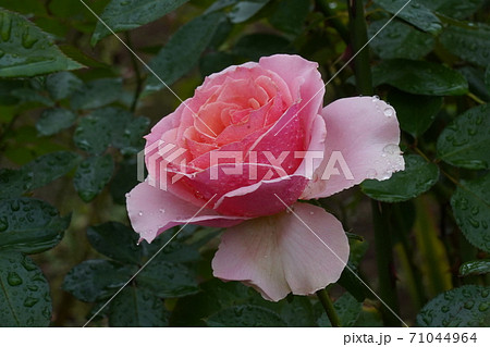 雨に濡れたバラ 71044964
