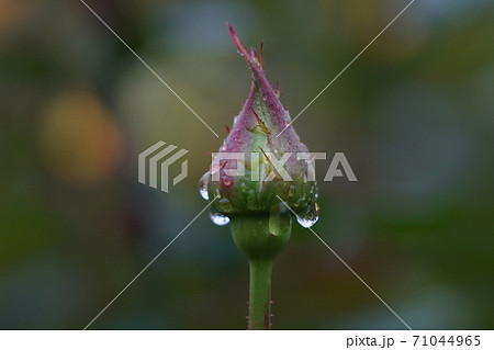 雨に濡れたバラ 雨に濡れたバラ 71044965