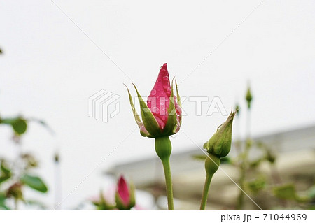 雨に濡れたバラ 雨に濡れたバラ 71044969