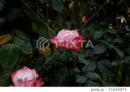 雨に濡れたバラ 71044973