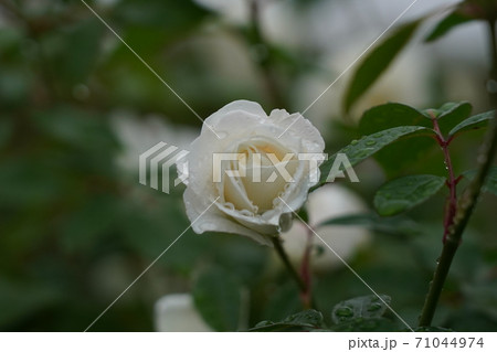 雨に濡れたバラ 71044974
