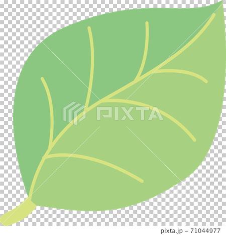 綠葉 71044977