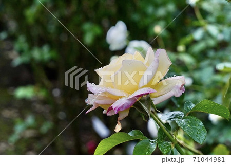雨に濡れたバラ 71044981