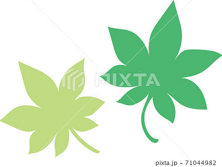 緑の葉っぱ 緑の葉っぱ 71044982