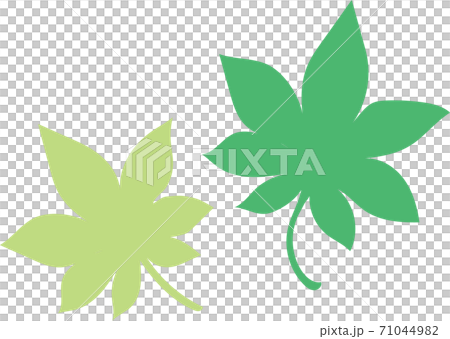 綠葉 71044982