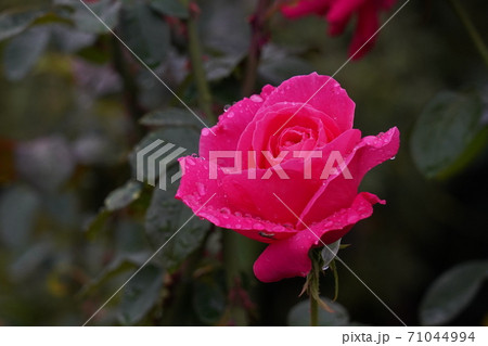 雨に濡れたバラの写真素材