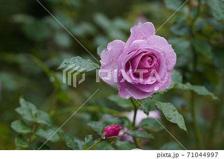雨に濡れたバラ 雨に濡れたバラ 71044997