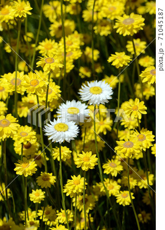 Three white Rhodanthe chlorocephala everlasting daisies amongst many yellow Showy Everlastings, Schoenia filifolia, family Asteraceae. Also known as Paper daisies and strawflowers Three white Rhodanthe chlorocephala everlasting daisies amongst many yellow Showy Everlastings, Schoenia filifolia, family Asteraceae. Also known as Paper daisies and strawflowers 71045187