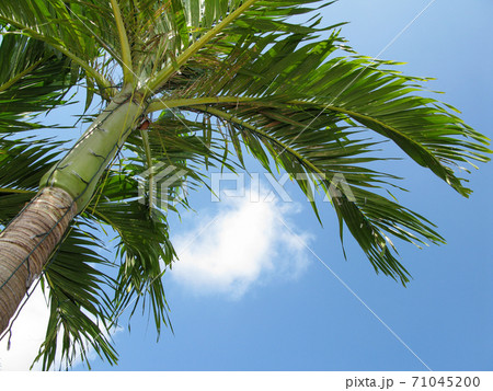 トックリヤシモドキを見上げるの写真素材