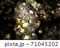 秋の木漏れ日の銀杏の葉 71045202