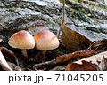 秋の里山のキノコが二つ 71045205