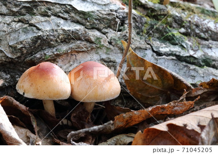 秋の里山のキノコが二つ 71045205