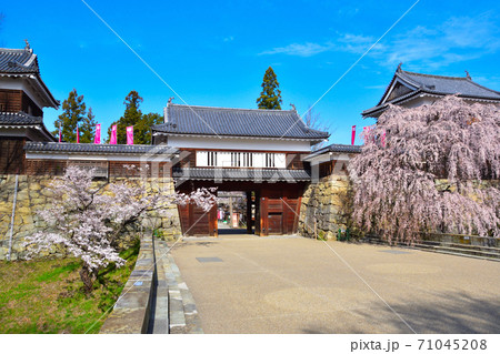 桜景　上田城　 71045208