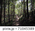 癒し　森　リラックス　ヒーリング　森林浴 71045389