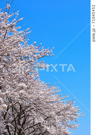 桜　染井吉野 71045452